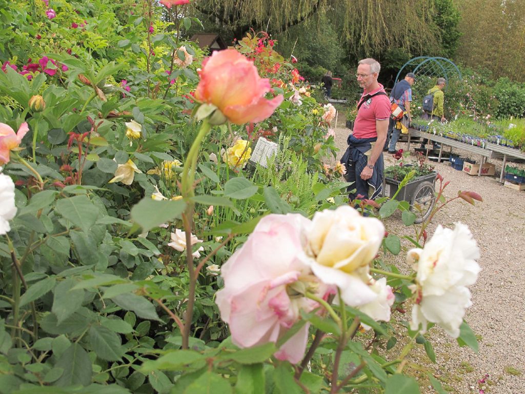 Bad Bellingen: Rosenparadies blüht
