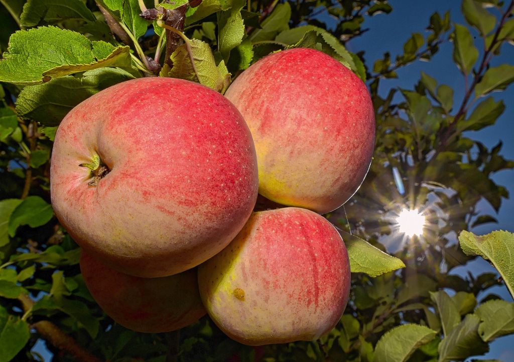 Lörrach: SAK kauft Äpfel von Streuobstwiesen