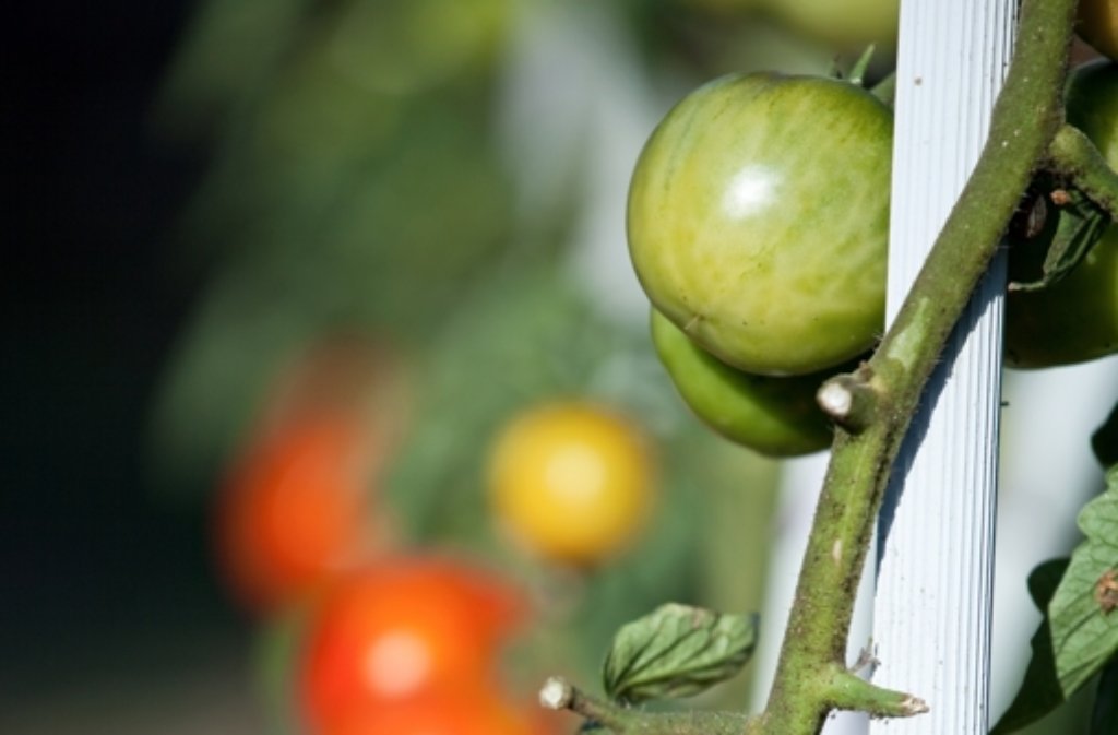 Letzte Ernte im Herbst: Äpfel lassen  grüne Tomaten reifen