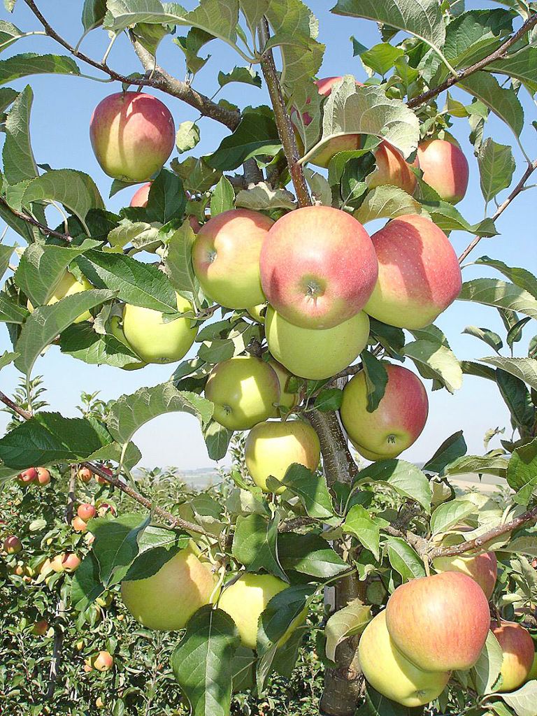 Efringen-Kirchen: Qualität der  Frühäpfel lässt hoffen