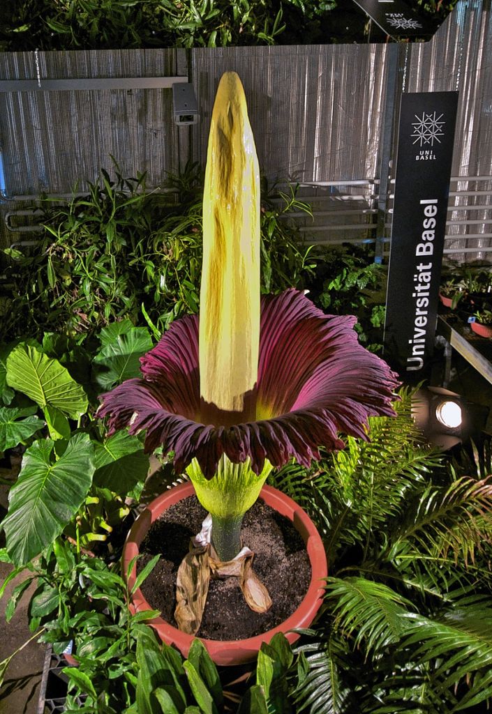 Basel: Größte Blume der Welt blüht