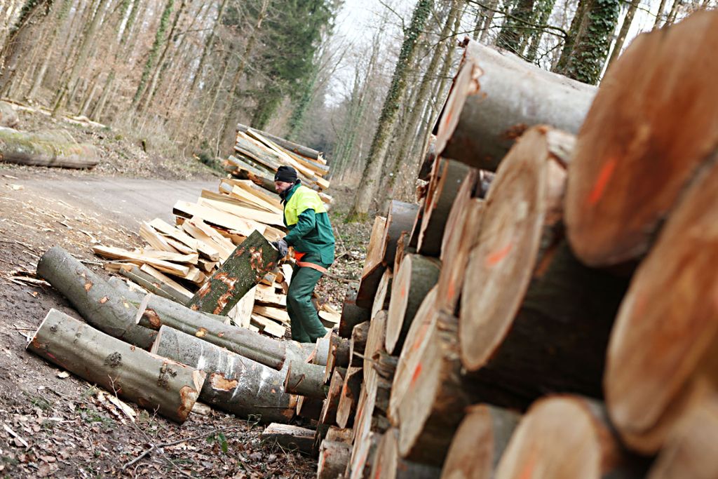 Lörrach: Holzernte im Stadtwald