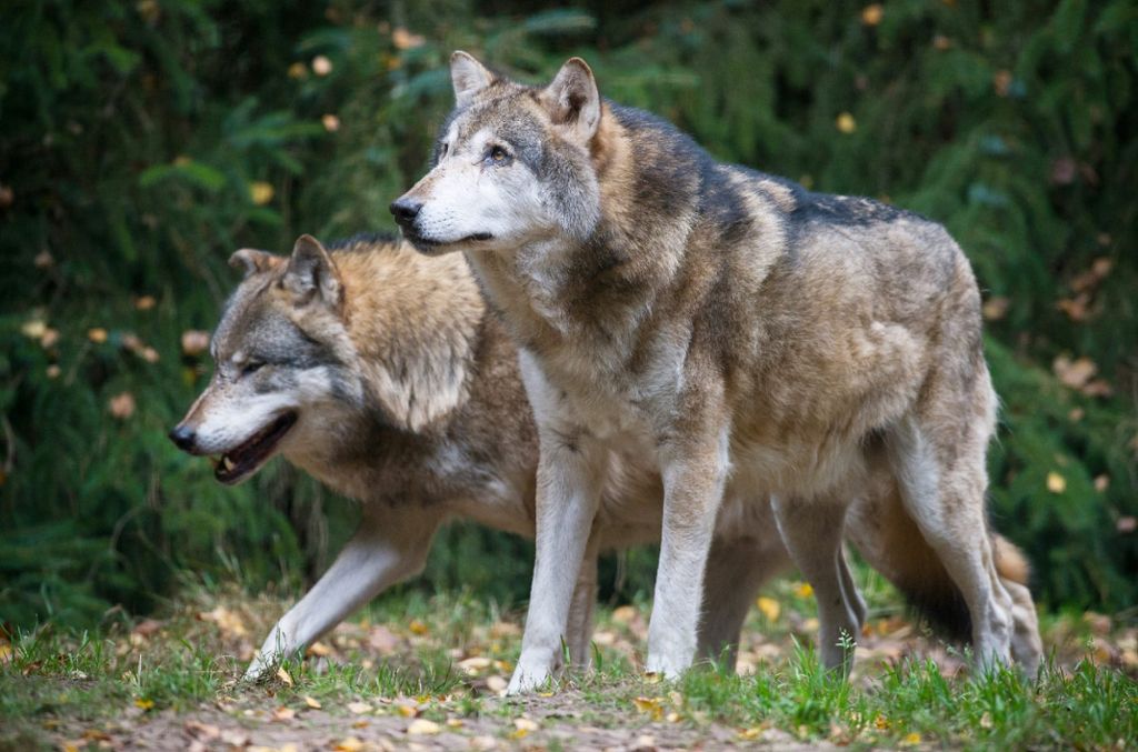 Kreis Lörrach: Keine Angst vorm „bösen“ Wolf
