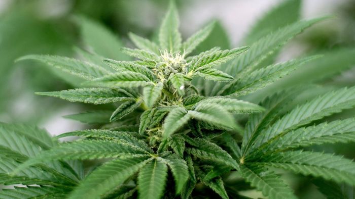 Legalisierung: Kinderärzte fordern Stopp des Cannabisgesetzes
