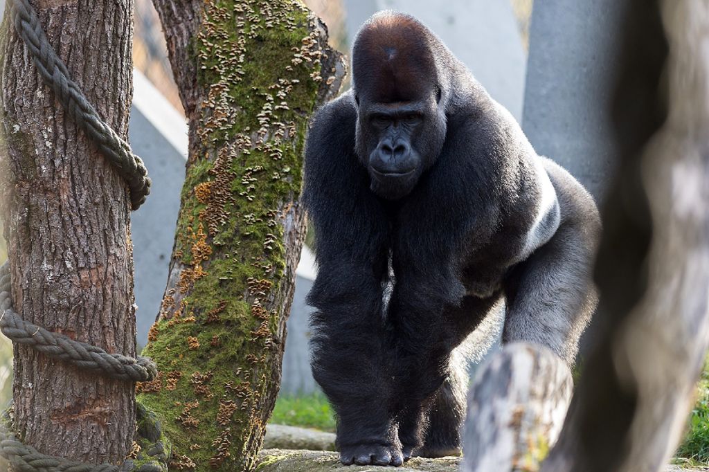 Basel: Neuer Gorilla-Silberrücken hat sich gut eingelebt und behauptet