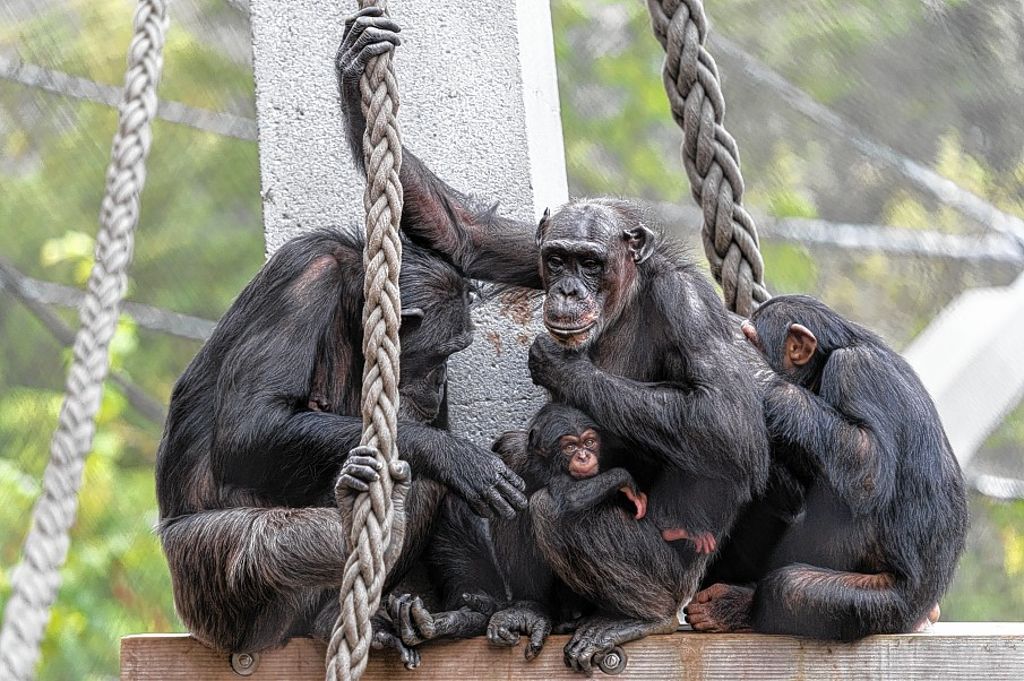 Basel: Schimpansengruppe wächst