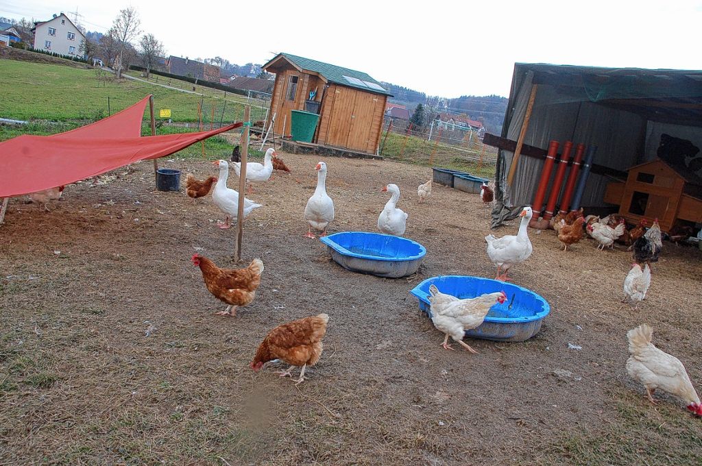 Rheinfelden: Hühner machen Ärger
