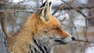 Fuchsräude: Hausenerin angesteckt