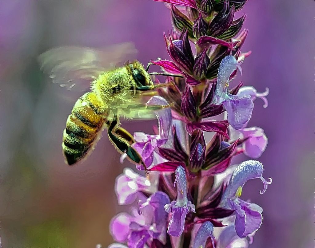 Kreis Lörrach: Wildbienen flüchten vor Umweltgift in die Städte