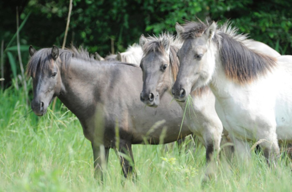 Blaulicht vom 14. Juli: Keine Lust auf Koppel - Ponys machen Ausflug