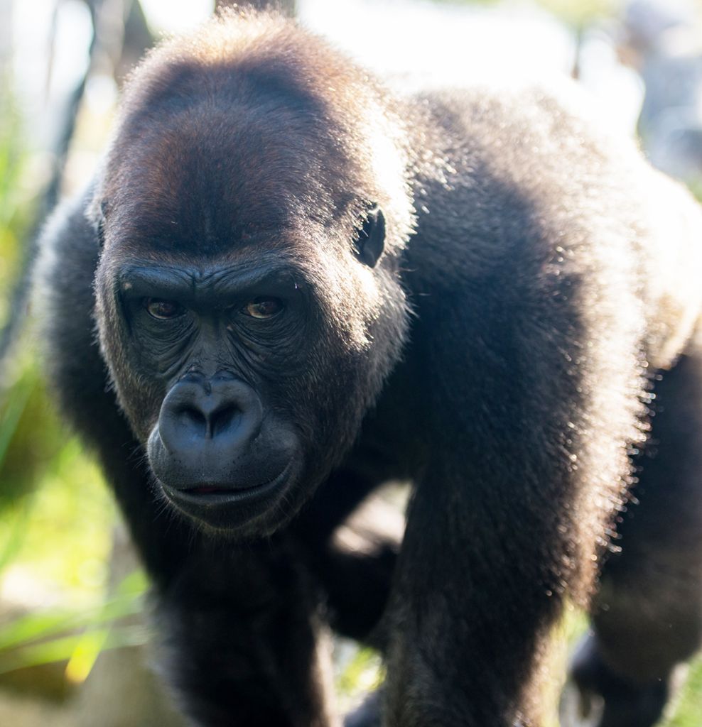 Basel: Gorilla-Dame gut eingelebt