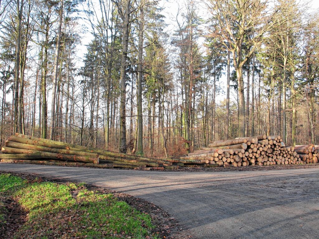 Zell im Wiesental: Forst bringt Gewinn von über 230 000 Euro
