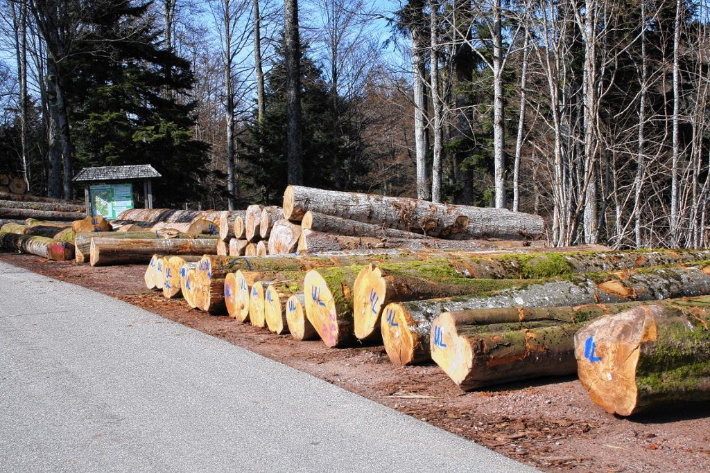 Schopfheim: Einschlagsperre für Holz im   Gersbacher Wald