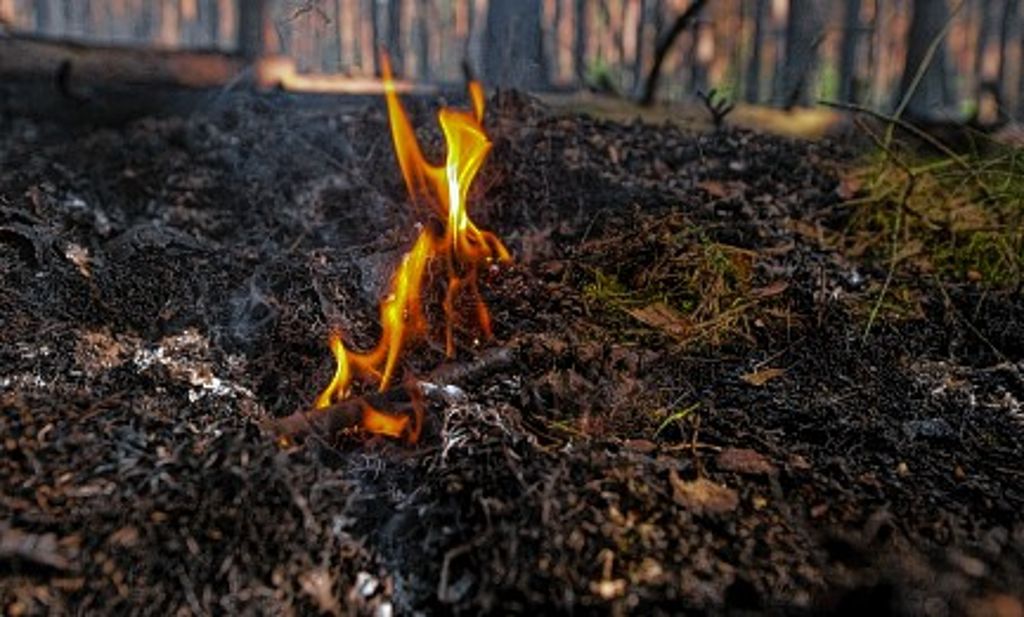 Basel: Brandgefahr in Wäldern ist groß