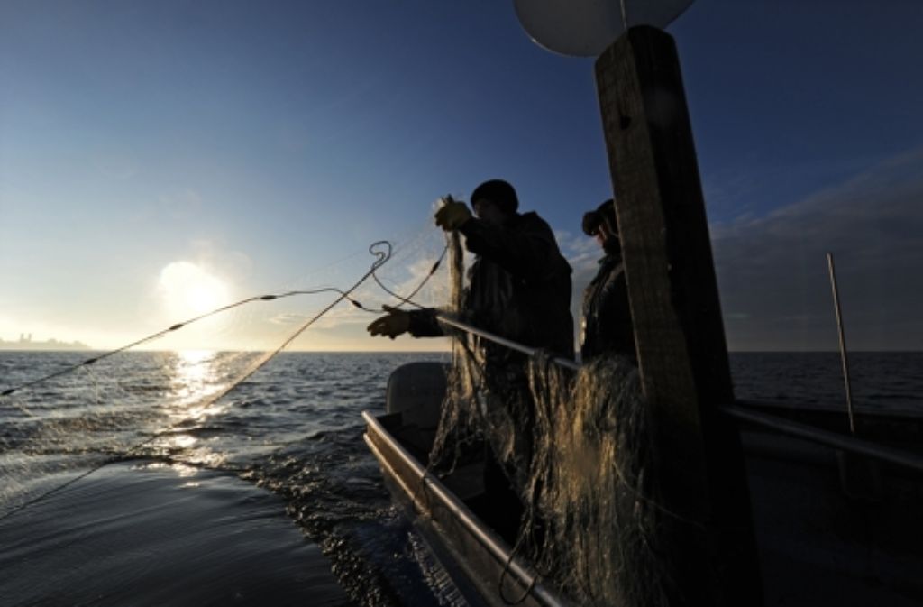 Fischer klagen: „Wir hungern den Bodensee aus“