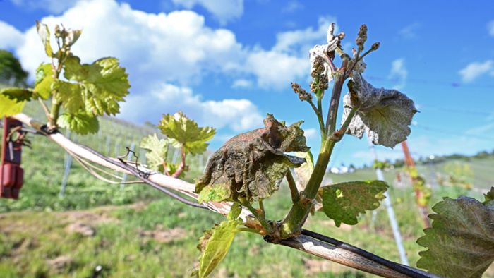 Wetter: Weininstitut erwartet nach Spätfrost kleinen Preissprung