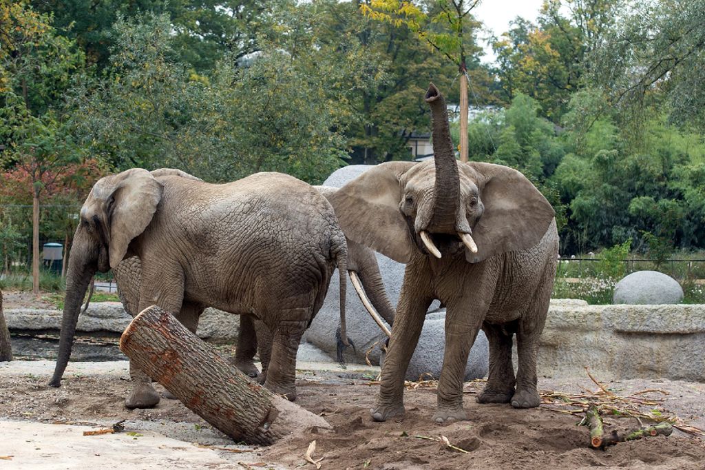 Kreis Lörrach: Elefantenanlagebau schreitet voran