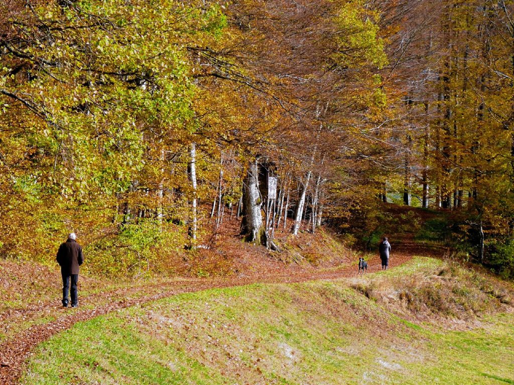 Kleines Wiesental: Prächtiger Herbstwald