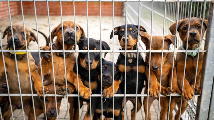 Haustiere: Tierheime sind akut überlastet - was muss sich ändern?