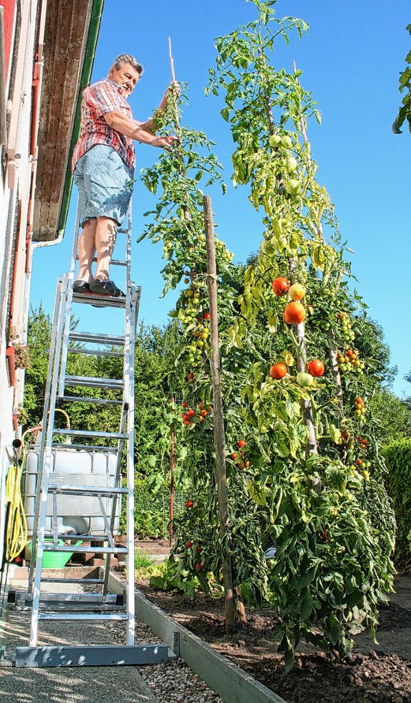 Binzen: Tomaten wachsen Gärtner über den Kopf