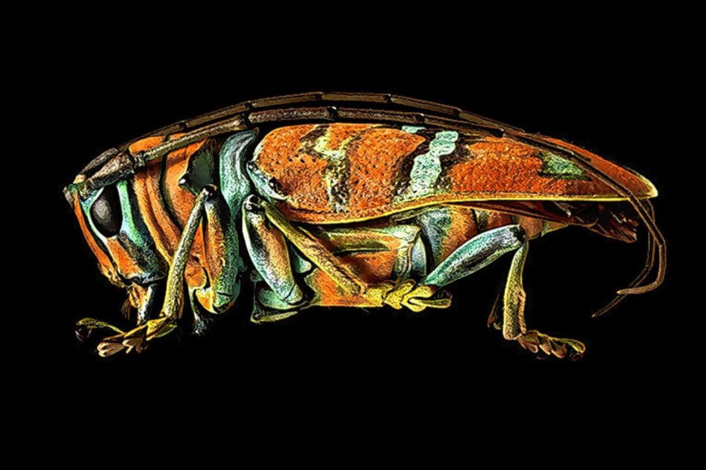 Basel: Wunderwelt der Käfer