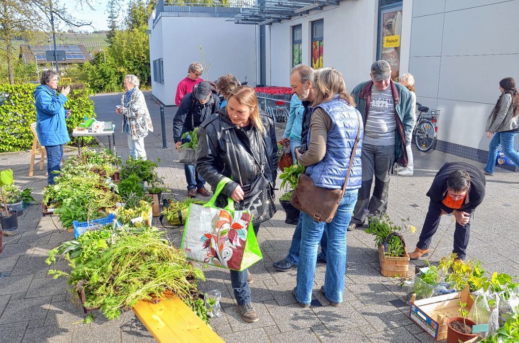Efringen-Kirchen: Stelldichein der Pflanzenfreunde