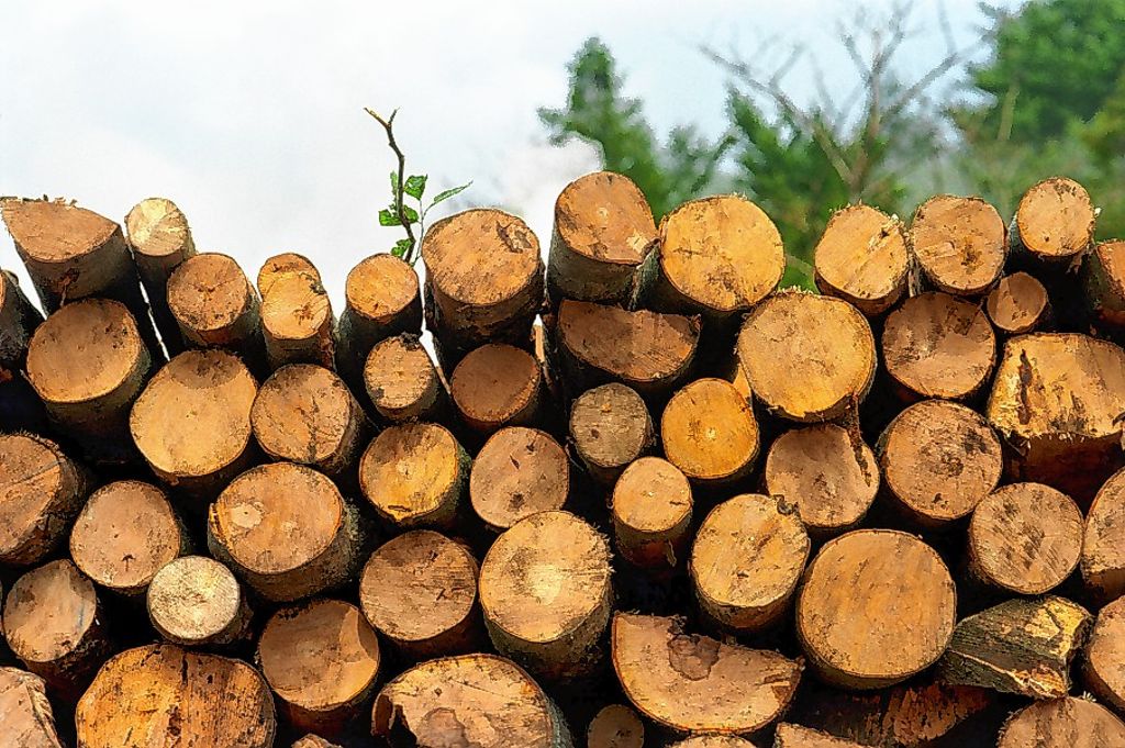Schopfheim: Holzpreis auf dem absteigenden Ast