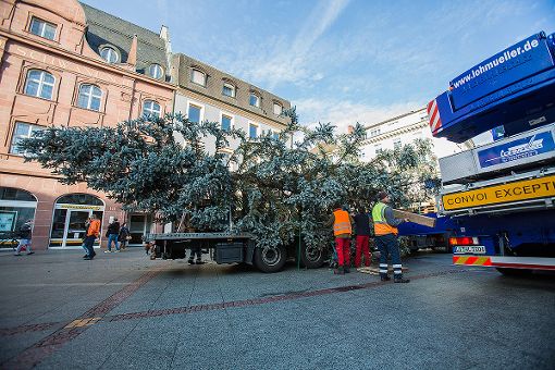 Der Lörracher Weihnachtsbaum auf dem Alten Markt wurde am Freitagvormittag aufgestellt. Foto: Kristoff Meller Foto: mek
