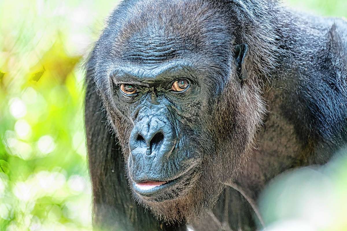 Basel: Ältester Gorilla im Zoo stirbt