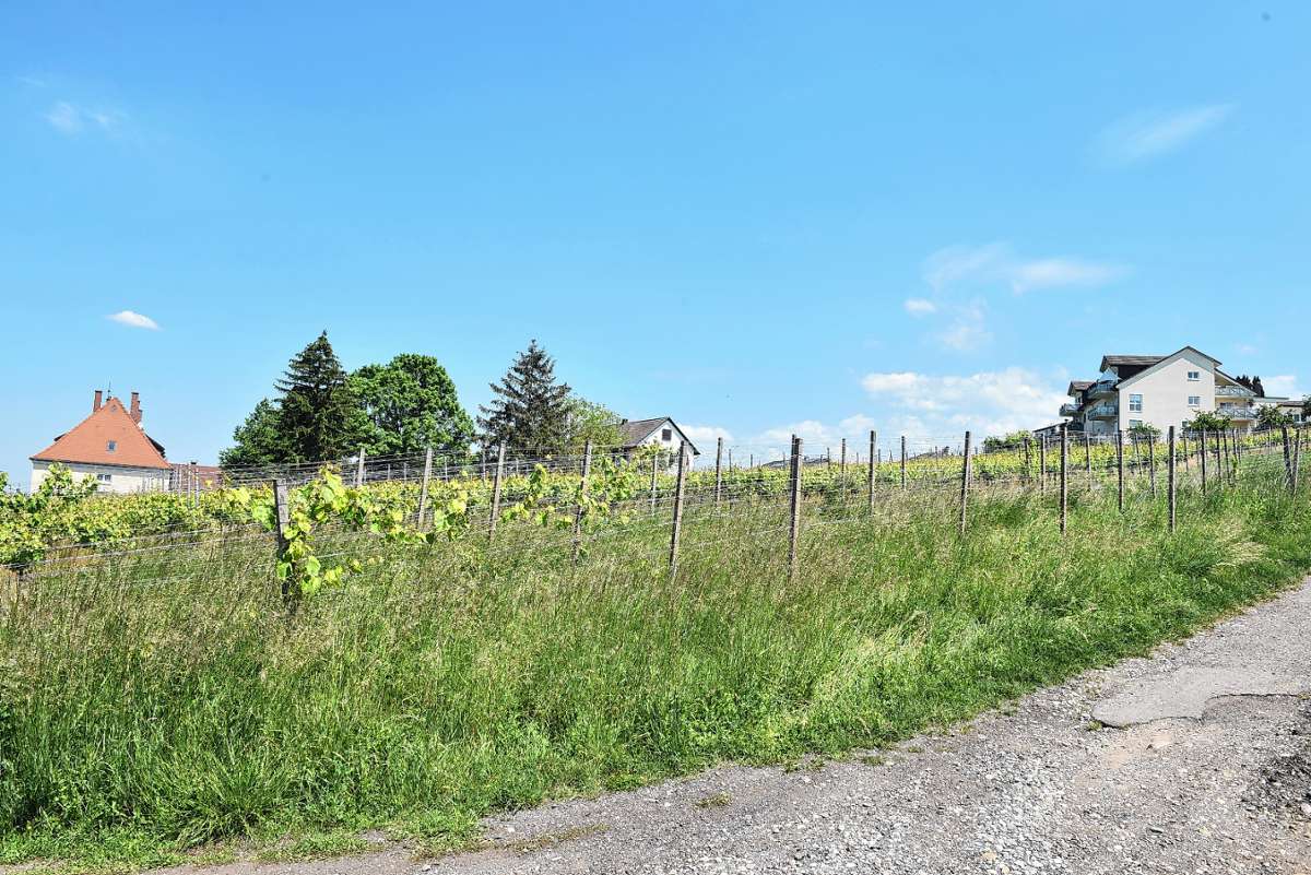 Bad Bellingen: Gutedelweg im Weingarten