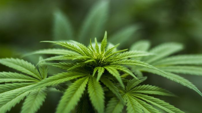 Basel: Für eine verantwortungsvolle Cannabispolitik