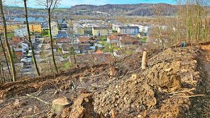 Lörracher Forst: Siedler sind sauer über Rodung und enttäuscht von der Stadtspitze um den OB