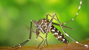 Tigermücke in Auggen: Stechfreudiges Insekt mit hohem Belästigungspotenzial
