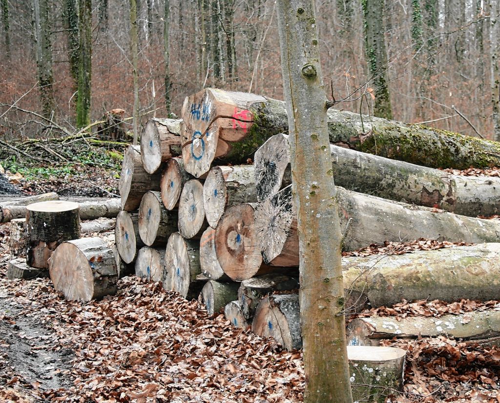 Kandern: Brennholz direkt aus dem Wald