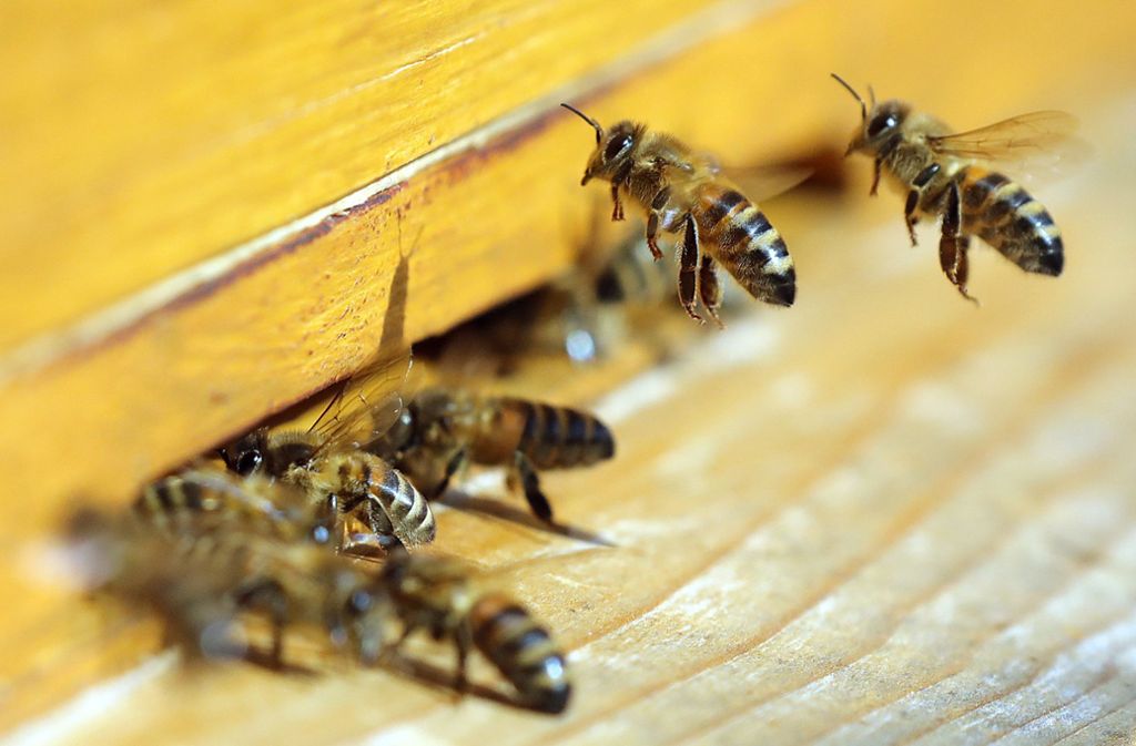 Neuenburg: Dreiste Diebe stehlen ganzes Bienenvolk