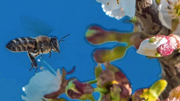 Auggen: Sauerteig, Bienenprodukte und Makramee