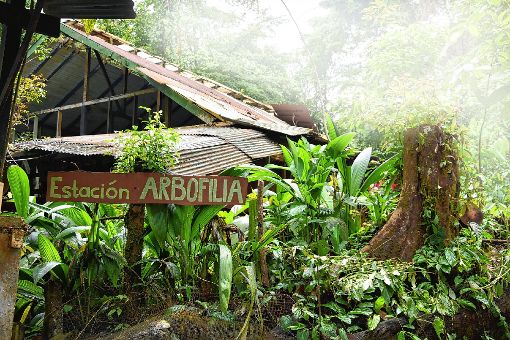 Der Regenwald in Costa Rica ist das Ziel von Simon Linke.  
Foto: zVg Foto: Die Oberbadische
