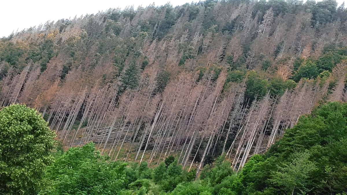 Der Wald hat in den letzten Jahren stellenweise stark gelitten. Foto: Archiv