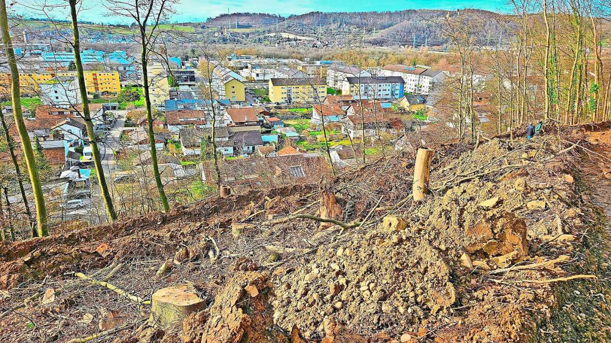 Baumfällungen: Stadt  Lörrach plant Neuausrichtung der Waldbewirtschaftung