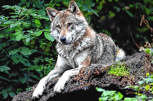 Aktuell wissen die Fachleute noch nicht, ob ein Wolf das neugeborene Kalb bei Malsburg-Marzell getötet hat. Foto: Pixabay
