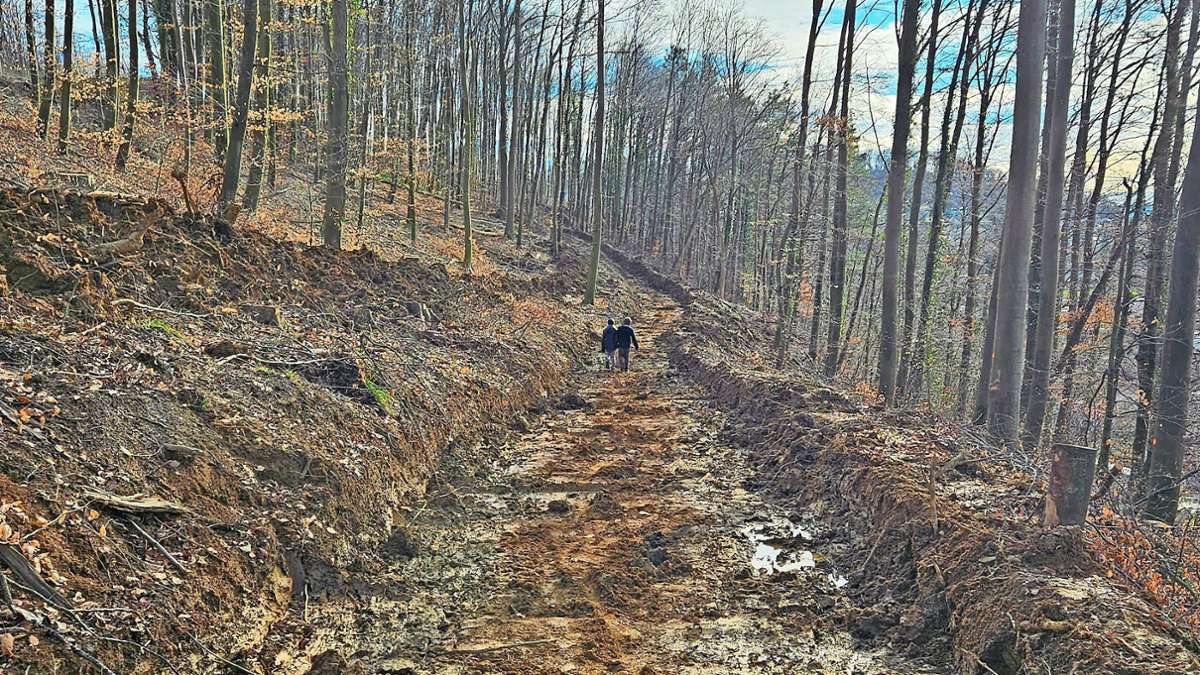 Lörracher Wald: Trockenheit und Sturm – Mehr geschädigte Bäume als zuvor geplant abgeholzt