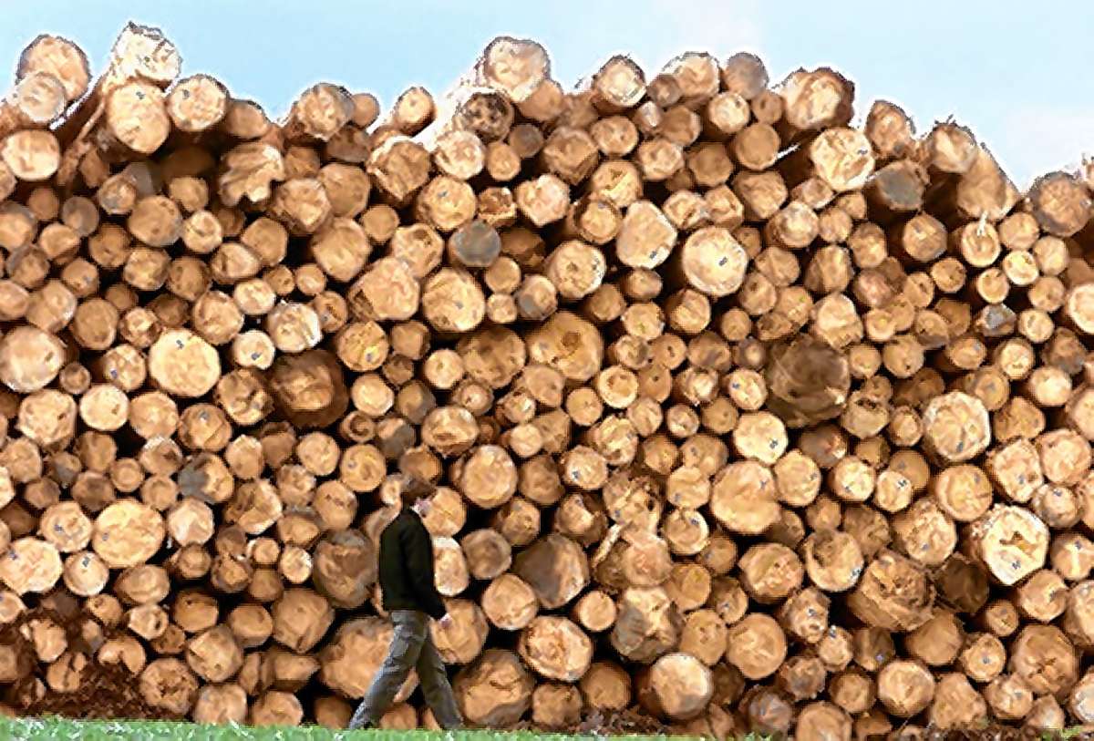 Kleines Wiesental: Nadelholzmarkt läuft schlecht