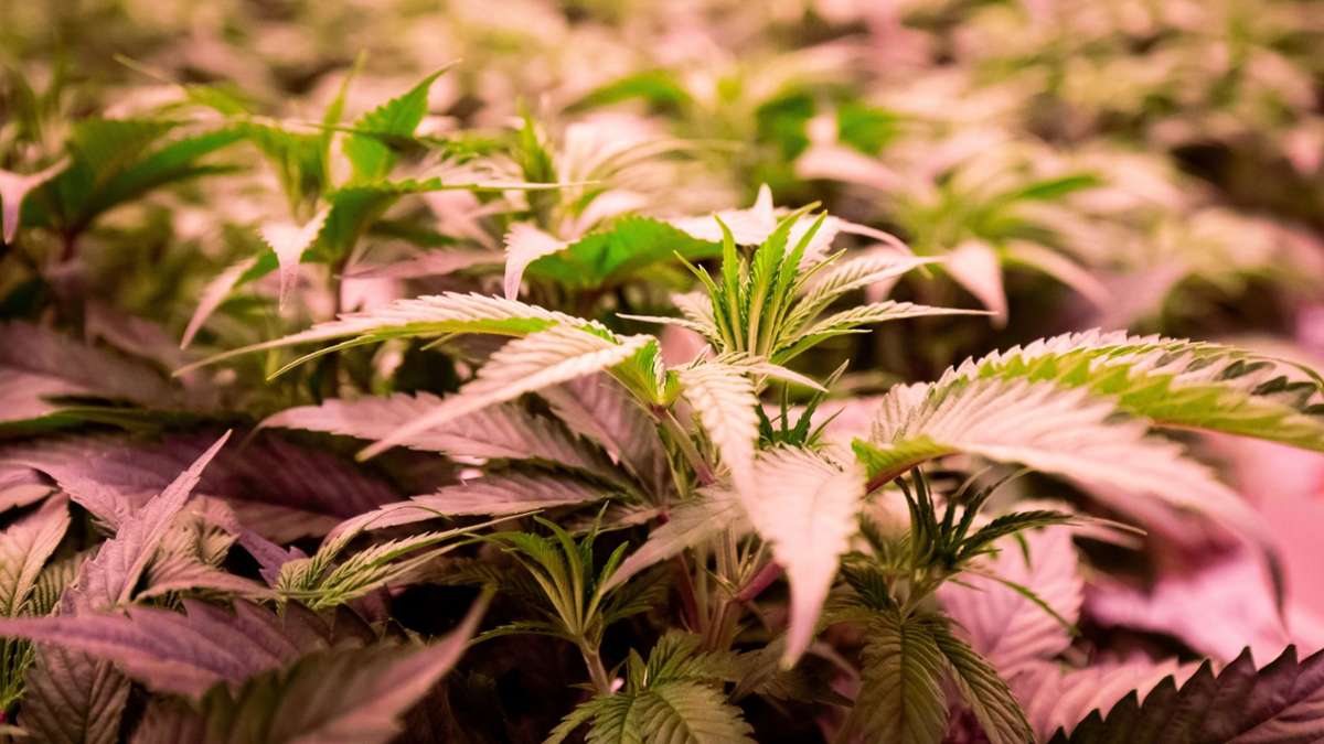 Drogenpolitik: Jugendrichter warnt bei Cannabis vor Angstmacherei