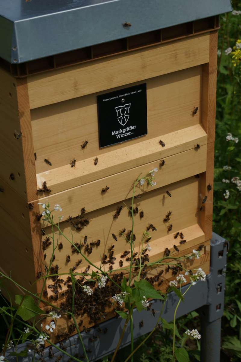 Das Logo der Markgräfler Winzer ziert die Kisten der vier Bienen-Jungvölker.