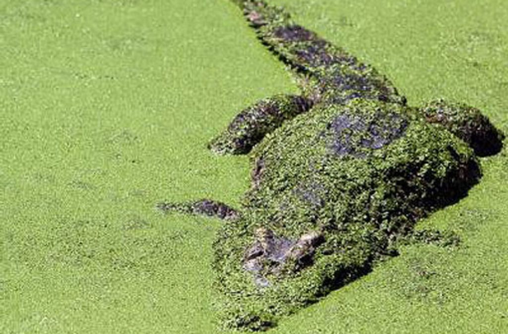 Blaulicht vom 13. Juni: Krokodil am Ufer der Waldach gesichtet