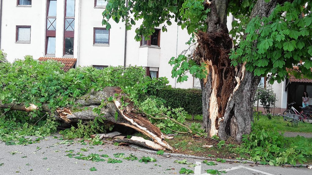 Schopfheim: Laster besiegelt Schicksal eines Kastanienbaums