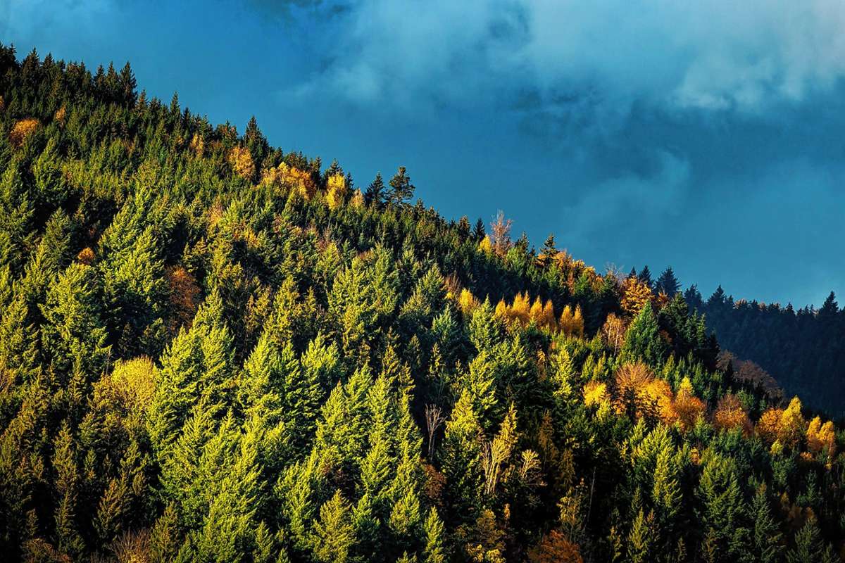 Viele Gemeinden im Schwarzwald verfügen über eigene Waldflächen.Symbolfoto: Pixabay Quelle: Unbekannt