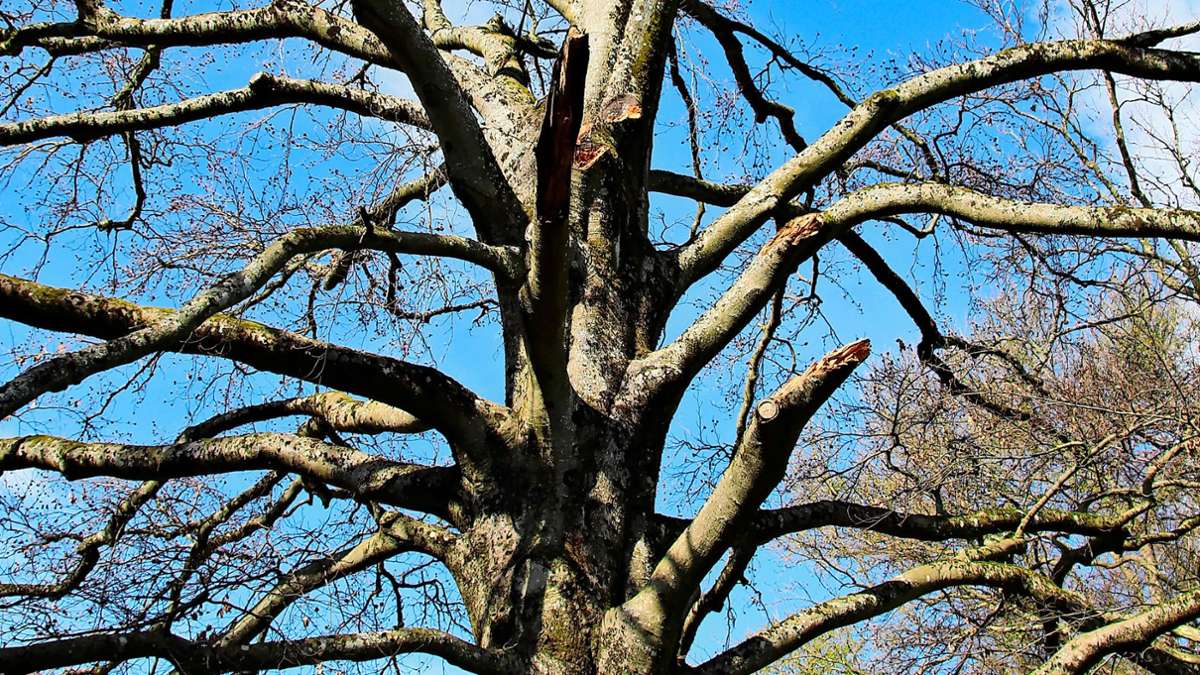 Bäume: Die Blutbuche im  Aichelepark muss massiv gestutzt werden