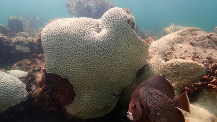 Umwelt: Alarmierende Korallenbleiche in den Weltmeeren