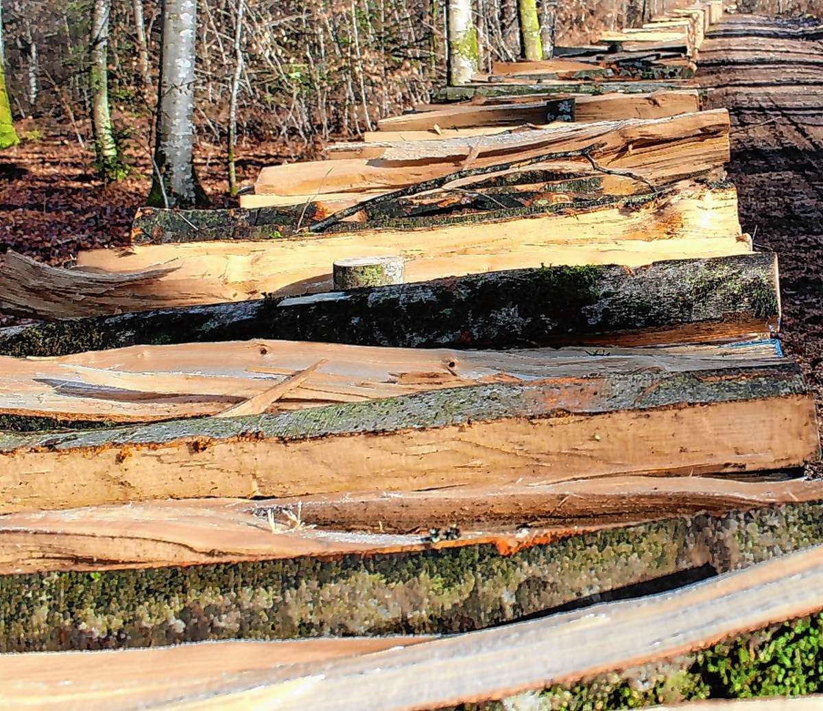 Lörrach: Richtig Heizen mit Holz